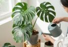Monstera - pielęgnacja podlewanie i rozmnażanie